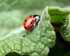 Preview wallpaper ladybug, leaf, light, insects, crawling