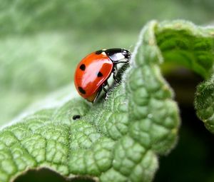 Preview wallpaper ladybug, leaf, light, insects, crawling