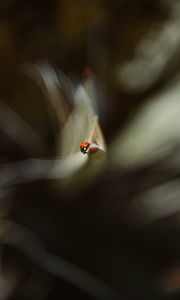 Preview wallpaper ladybug, leaf, macro, blur