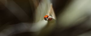 Preview wallpaper ladybug, leaf, macro, blur