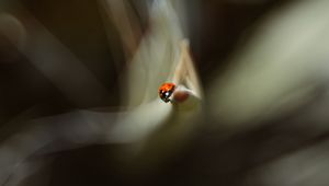 Preview wallpaper ladybug, leaf, macro, blur