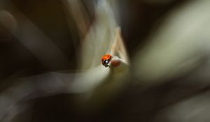 Preview wallpaper ladybug, leaf, macro, blur