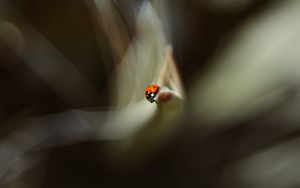 Preview wallpaper ladybug, leaf, macro, blur