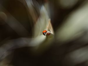 Preview wallpaper ladybug, leaf, macro, blur