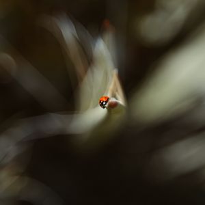Preview wallpaper ladybug, leaf, macro, blur