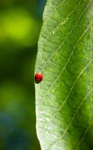 Preview wallpaper ladybug, leaf, macro, veins