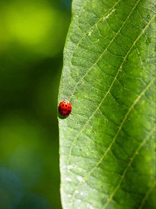 Preview wallpaper ladybug, leaf, macro, veins