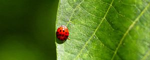 Preview wallpaper ladybug, leaf, macro, veins