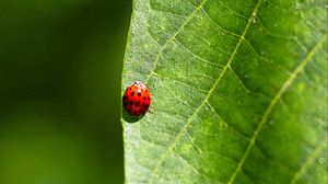 Preview wallpaper ladybug, leaf, macro, veins