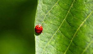 Preview wallpaper ladybug, leaf, macro, veins