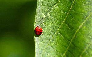 Preview wallpaper ladybug, leaf, macro, veins