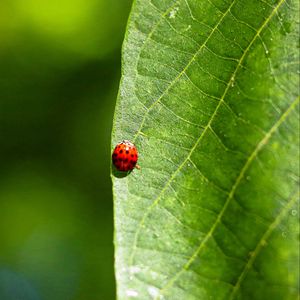 Preview wallpaper ladybug, leaf, macro, veins