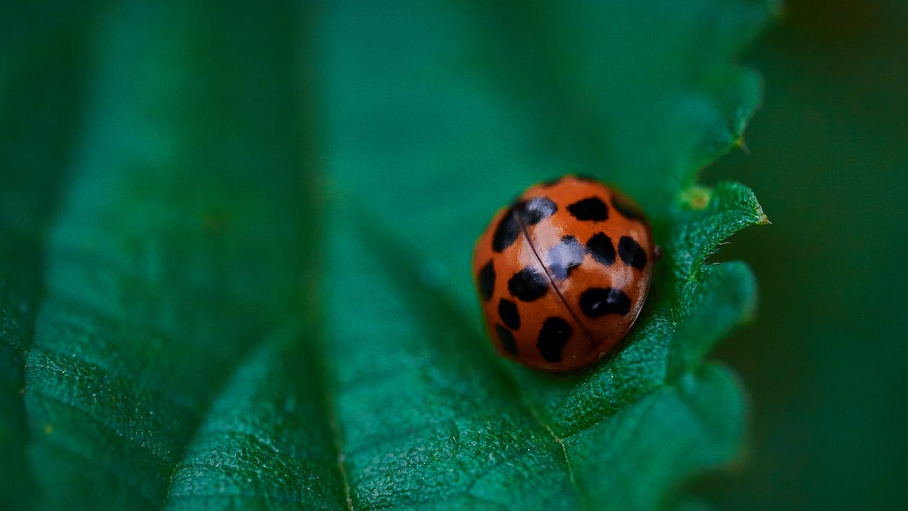 Wallpaper ladybug, leaf, macro, veins, green