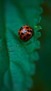 Preview wallpaper ladybug, leaf, macro, veins, green