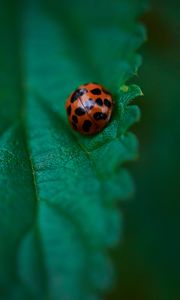 Preview wallpaper ladybug, leaf, macro, veins, green