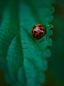 Preview wallpaper ladybug, leaf, macro, veins, green