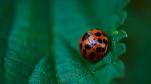Preview wallpaper ladybug, leaf, macro, veins, green