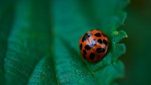 Preview wallpaper ladybug, leaf, macro, veins, green