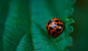 Preview wallpaper ladybug, leaf, macro, veins, green