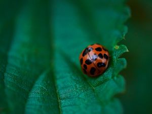 Preview wallpaper ladybug, leaf, macro, veins, green