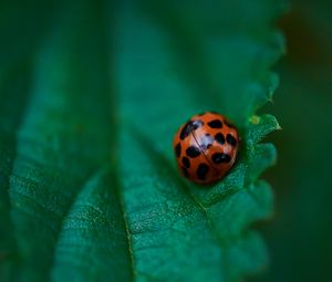 Preview wallpaper ladybug, leaf, macro, veins, green