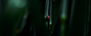 Preview wallpaper ladybug, leaf, macro, grass
