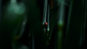 Preview wallpaper ladybug, leaf, macro, grass