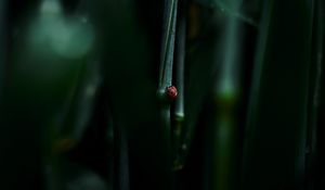 Preview wallpaper ladybug, leaf, macro, grass