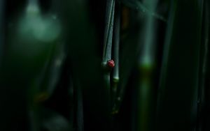 Preview wallpaper ladybug, leaf, macro, grass