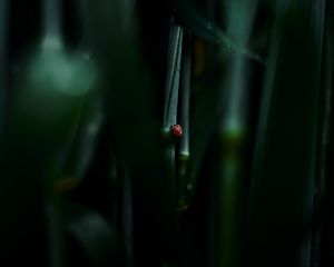 Preview wallpaper ladybug, leaf, macro, grass