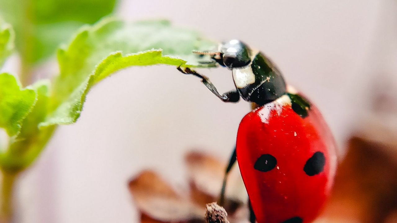Wallpaper ladybug, leaf, macro