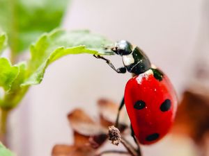 Preview wallpaper ladybug, leaf, macro