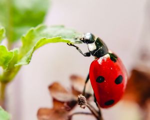 Preview wallpaper ladybug, leaf, macro