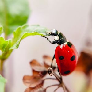 Preview wallpaper ladybug, leaf, macro