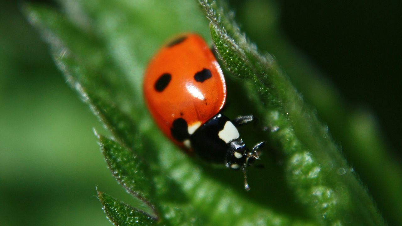 Wallpaper ladybug, leaf, plant, macro, blur