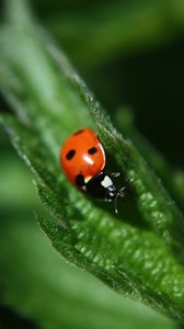 Preview wallpaper ladybug, leaf, plant, macro, blur