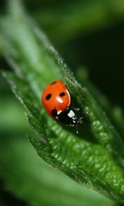 Preview wallpaper ladybug, leaf, plant, macro, blur