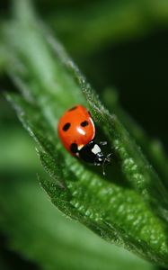 Preview wallpaper ladybug, leaf, plant, macro, blur