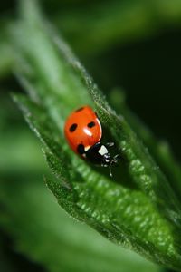 Preview wallpaper ladybug, leaf, plant, macro, blur