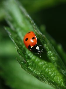 Preview wallpaper ladybug, leaf, plant, macro, blur