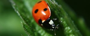 Preview wallpaper ladybug, leaf, plant, macro, blur