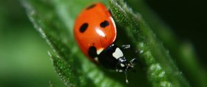 Preview wallpaper ladybug, leaf, plant, macro, blur