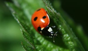 Preview wallpaper ladybug, leaf, plant, macro, blur