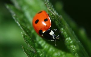 Preview wallpaper ladybug, leaf, plant, macro, blur