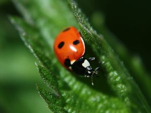 Preview wallpaper ladybug, leaf, plant, macro, blur