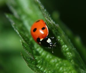 Preview wallpaper ladybug, leaf, plant, macro, blur