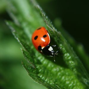 Preview wallpaper ladybug, leaf, plant, macro, blur