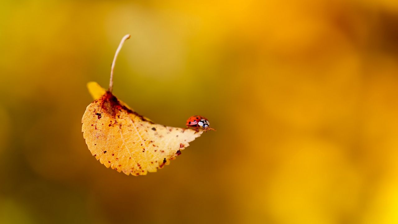 Wallpaper ladybug, leaf, plant, insect, crawling