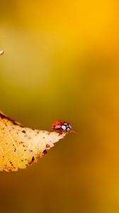 Preview wallpaper ladybug, leaf, plant, insect, crawling