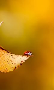 Preview wallpaper ladybug, leaf, plant, insect, crawling